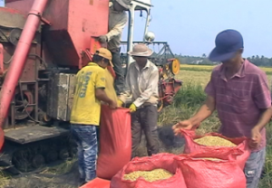 Bao Vinh Communal Farmers Reap a Bumper Harvest, Get Good Prices for Winter-Spring Rice Crop