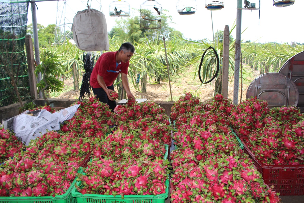 thanhlong28921.jpg