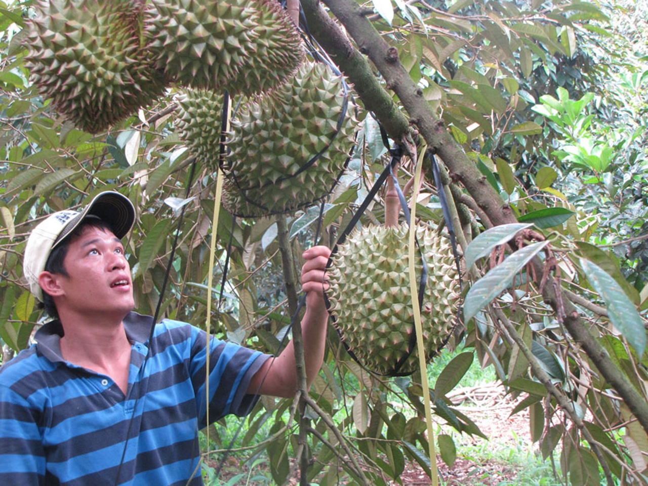 saurieng.jpg