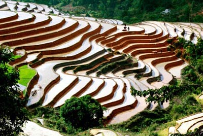 Bantin 17.9 (TN) - Ruong bac thang Hoang Su Phi don nhan bang di tich quoc gia ruongxathongnguyen.jpg