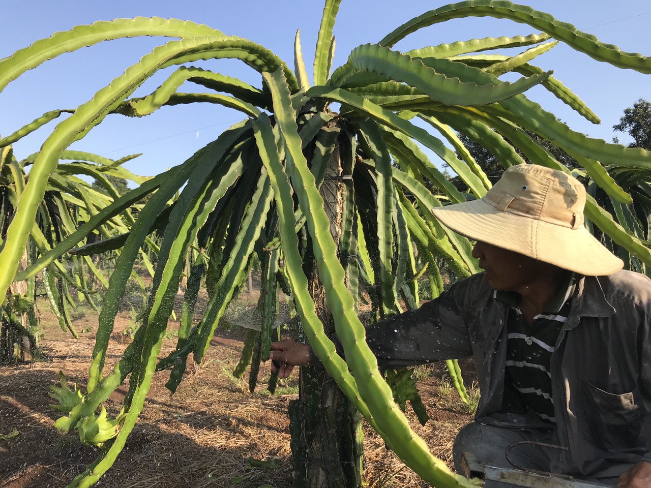 ThanhLong.jpg